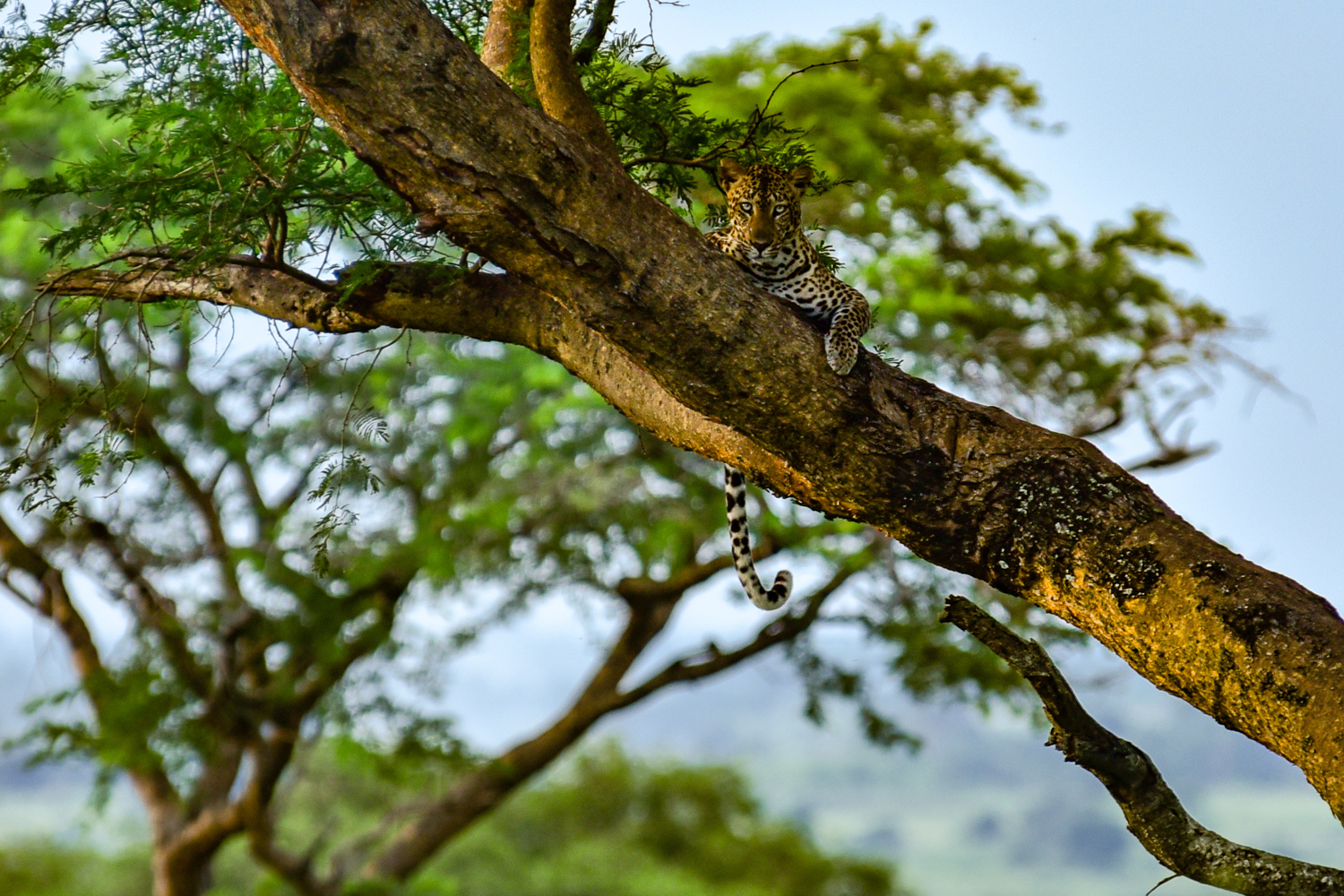 A leopard lazing in the tree in Murchison Falls National Park.