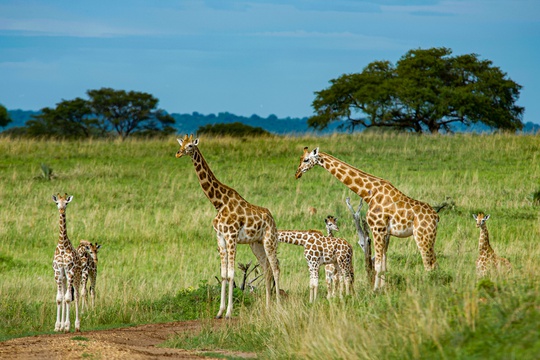Giraffes on the savannah of Murchison Falls National Park, Uganda
