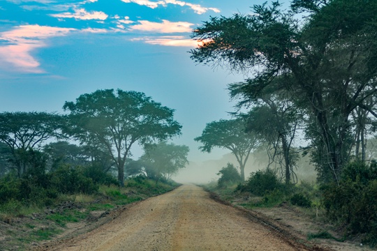 Sunrise & acacia trees, Queen Elizabeth National Park, Uganda
