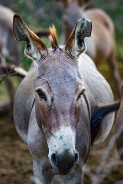 A donkey in Karamoja, eastern Uganda.