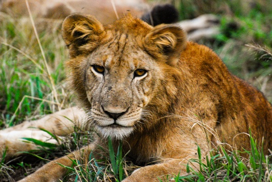 A lioness on the Kasenyi Plains of Queen Elizabeth National Park, Uganda