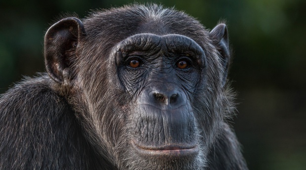A Chimpanzee in Kibale National Park Uganda