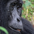 A mountain gorilla in Buhoma, Bwindi Impenetrable National Park, Uganda 