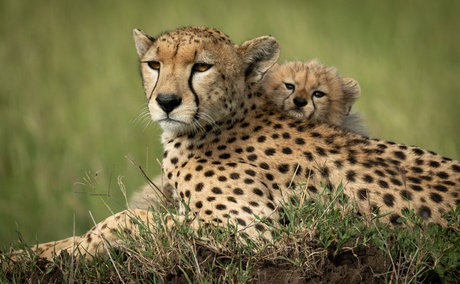 Cheetahs can be spotted on safari on the savannah of Kidepo Valley National Park