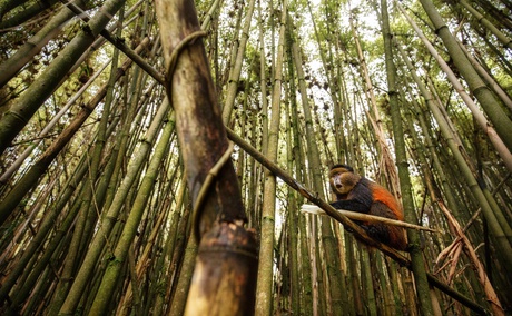 Golden monkey in a bamboo forest on the slopes of the Virunga volcanoes