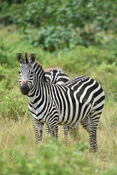 Zebra on the savannah of Lake Mburo National Park, Uganda
