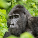 Mountain gorilla spotted on a gorilla trekking trip in Bwindi Impenetrable National Park, Uganda