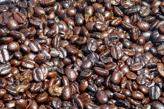 Freshly prepared coffee beans, Uganda