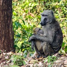 A Baboon in Kaniyo Pabidi Forest at Murchison Falls National Park, Uganda