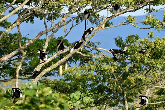 Black & White colobus monkeys in Kibale National Park, Uganda