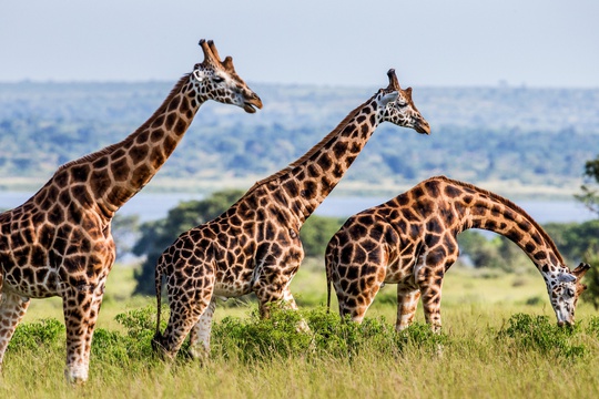 Giraffes spotted on a savannah safari in Murchison Falls National Park, Uganda