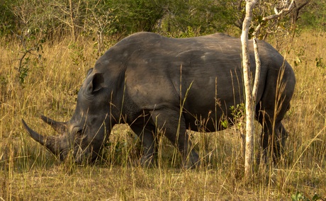 A rhino grazing at Ziwa Rhino Sanctuary in Uganda