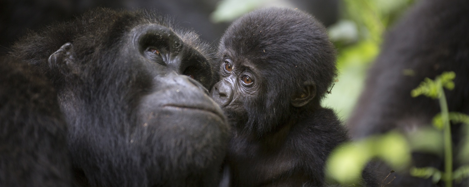 Baby gorilla in Bwindi National Park Uganda