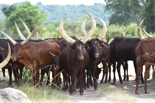 Ankole cattle grazing on the boundary of Lake Mburo National Park, Uganda