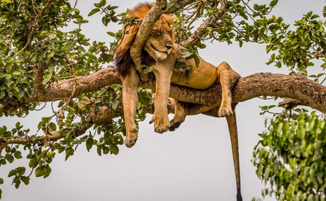 A Tree-Climbing Lion in Ishasha Queen Elizabeth National Park, Uganda