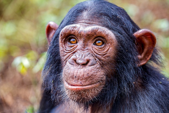 A chimpanzee, Uganda
