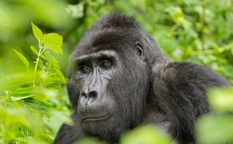 Mountain gorilla spotted on a gorilla trekking trip in Bwindi Impenetrable National Park, Uganda