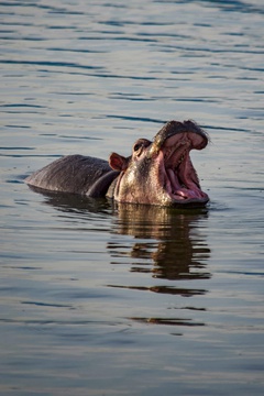 A hippo calling across the water of the Kazinga Channel, Queen Elizabeth National Park