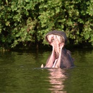 Hippo yawning in Lake Mburo, Uganda