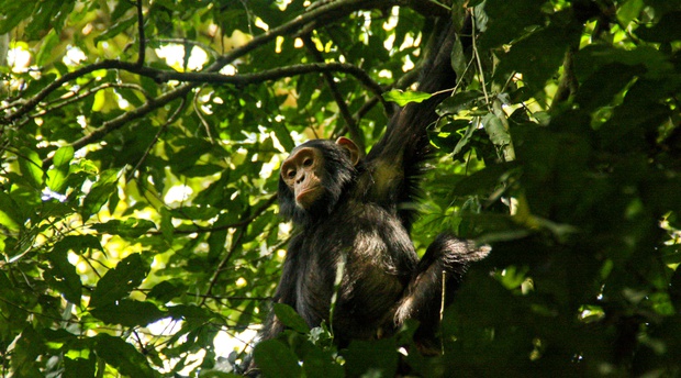 Chimpanzee in the rainforest of Kibale National Park, Uganda