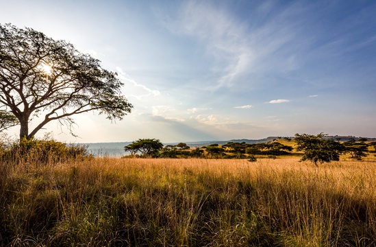 Acacia trees & savannah plains in Queen Elizabeth National Park, Uganda 