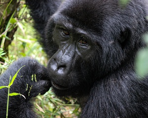 Gorilla Tracking Safari