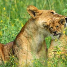 A lioness and her cub in Murchison Falls National Park, Uganda