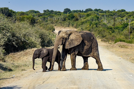 Elephant and her baby in Queen Elizabeth National Park, Uganda 