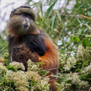 A Golden Monkey in Mgahinga Gorilla NP