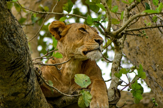 Tree-climbing lion on Ishasha Plains, Queen Elizabeth National Park, Uganda