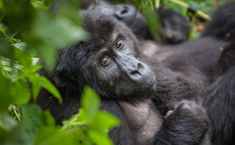 On our Congo flying safaris we take you gorilla trekking in Virunga National Park, D.R. Congo