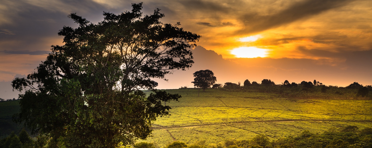 View a tea field at sunset on your Uganda safari, Fort Portal, Uganda