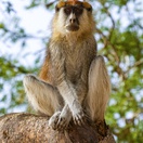 Patas monkey in a tree, Murchison Falls National Park, Uganda.