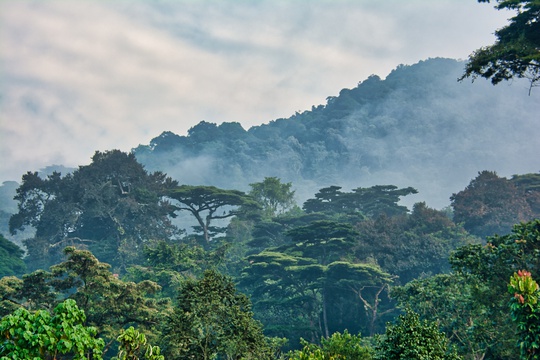 Rainforest of Bwindi Impenetrable National Park, Uganda