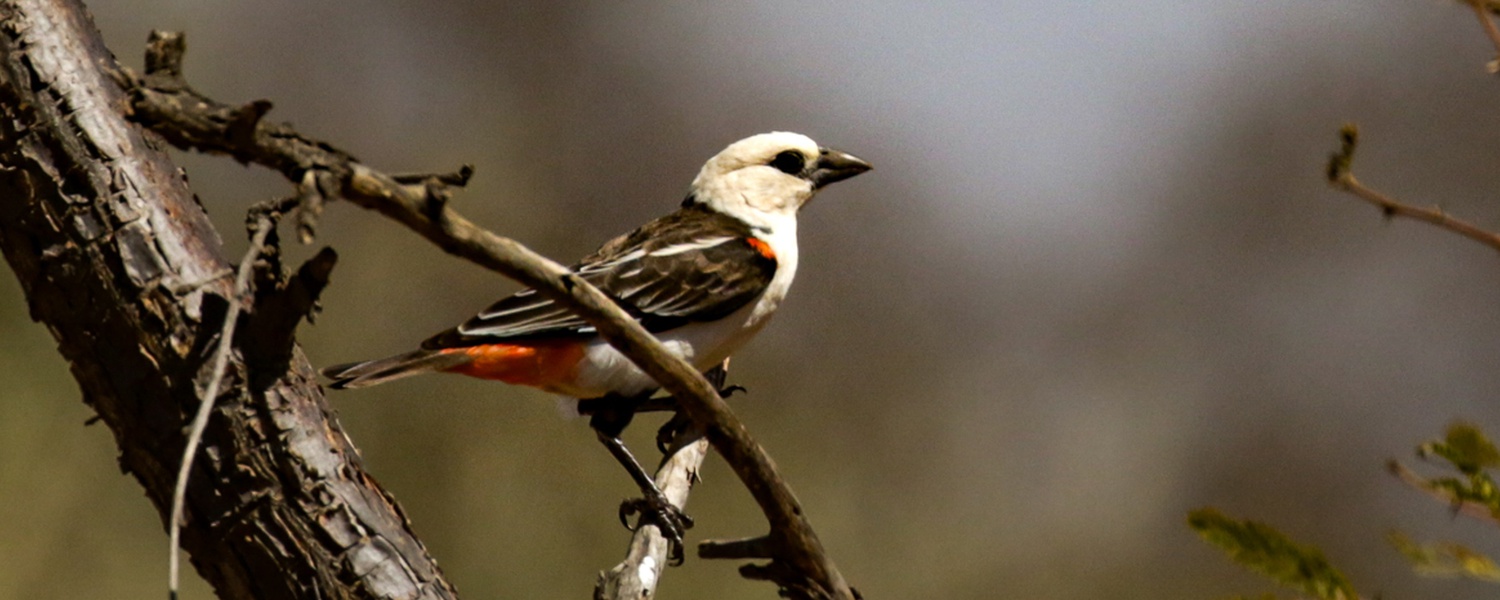 Bird-White-Headed-Buffalo-Weaver-Matheniko-Karamoja-Uganda