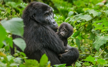 On our Uganda flying safaris we take you gorilla trekking in Bwindi National Park, Uganda