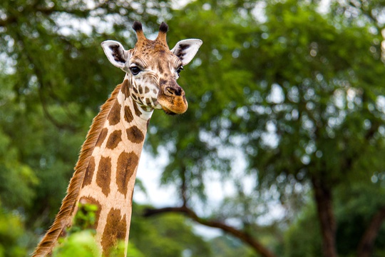 Giraffe in Murchison Falls National Park