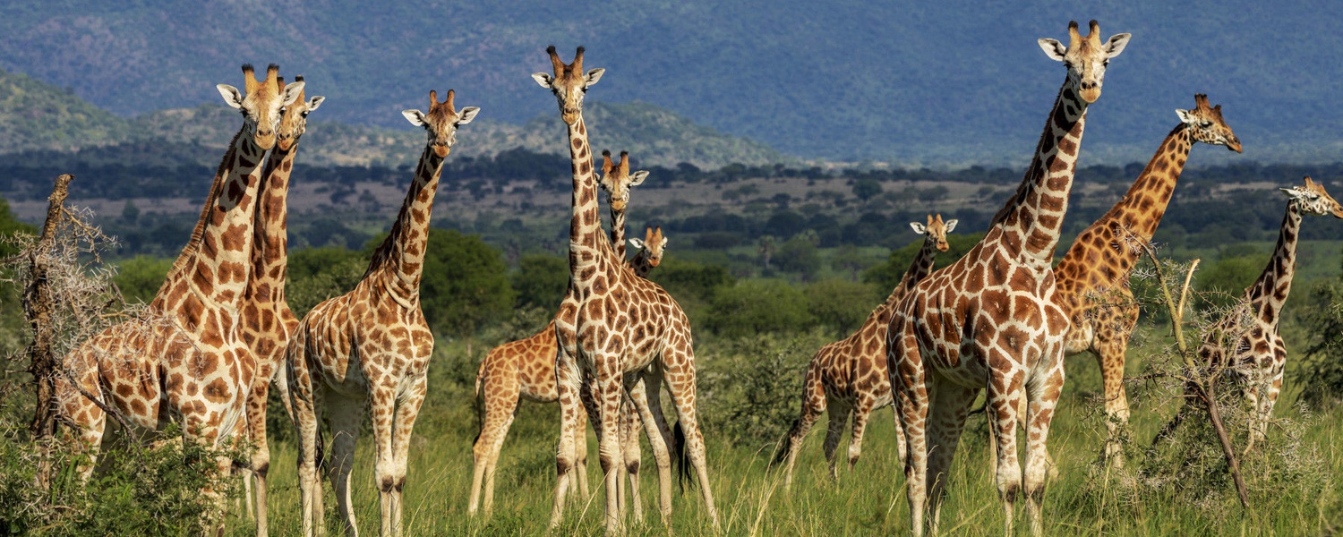 Tower of giraffe in Kidepo Valley National Park, Uganda