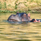 A Hippo on the Kazinga Channel in Queen Elizabeth National Park, Uganda
