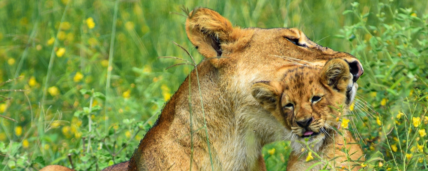 A lioness and her cub in Murchison Falls National Park, Uganda