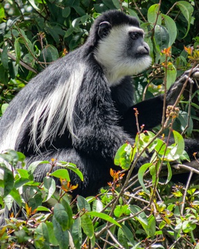 A black & white colobus monkey in a tree, Uganda.
