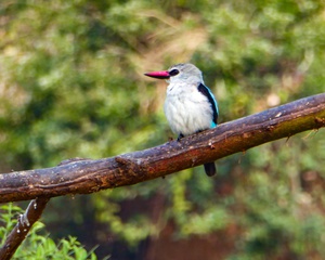 Savannah Birds Of Uganda