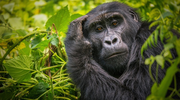 Mountain gorilla in Bwindi Impenetrable National Park, Uganda