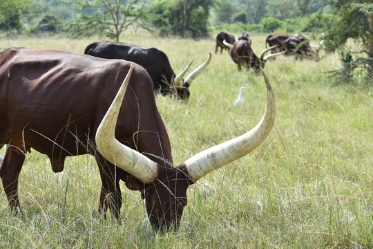 Ankole cattle grazing on the grasslands bordering Lake Mburo National Park, Uganda