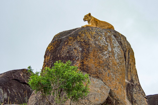 A lion atop a rocky outcrop, Kidepo Valley National Park, Uganda