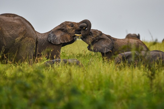 Elephants Playing in Murchison Falls National Park, Uganda