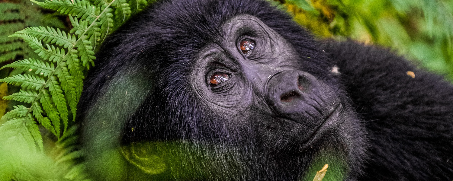A rare mountain gorilla in Bwindi Impenetrable National Park, Uganda