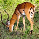 An impala in Lake Mburo National Park, Uganda