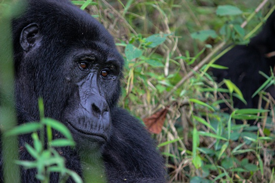 A mountain gorilla in Buhoma in Bwindi Impenetrable National Park, Uganda