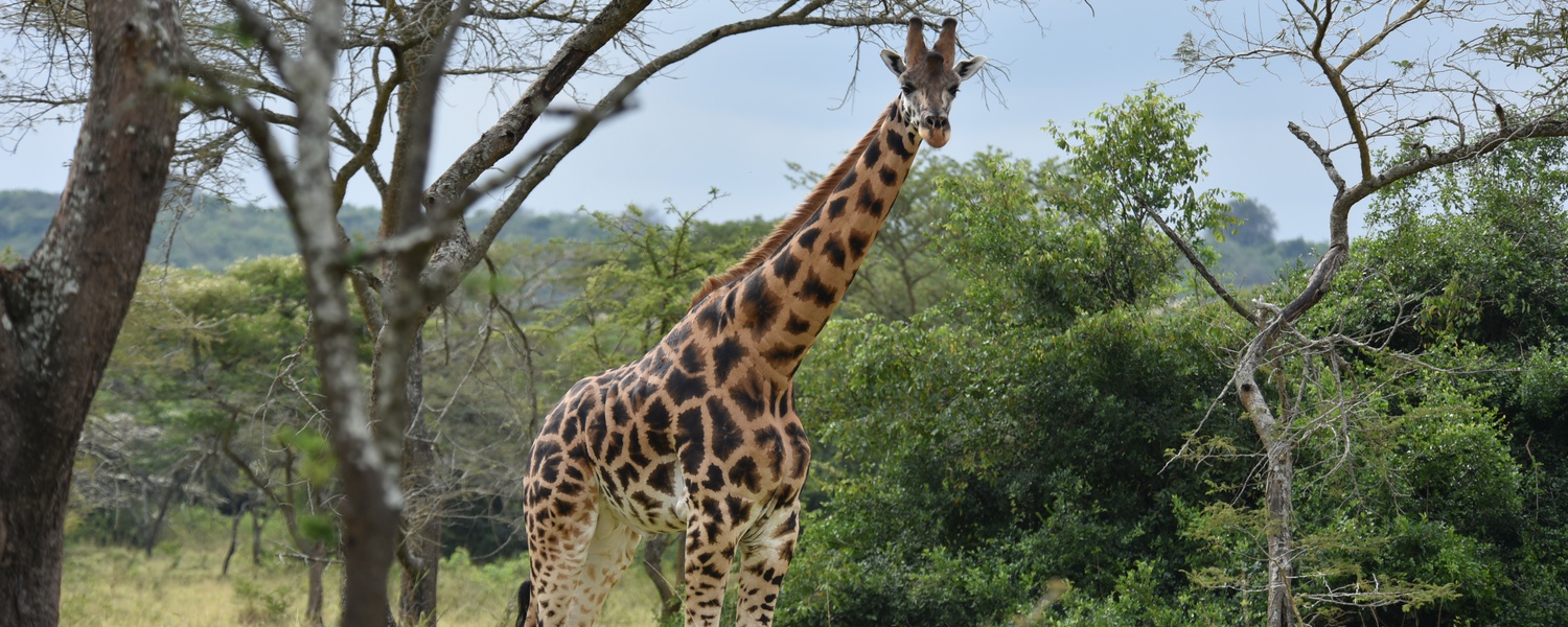 Giraffe grazing in Lake Mburo National Park, Uganda